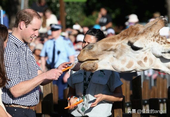 英国王室小王子搞怪,英国王室抢眼绿色高颜值王室成员