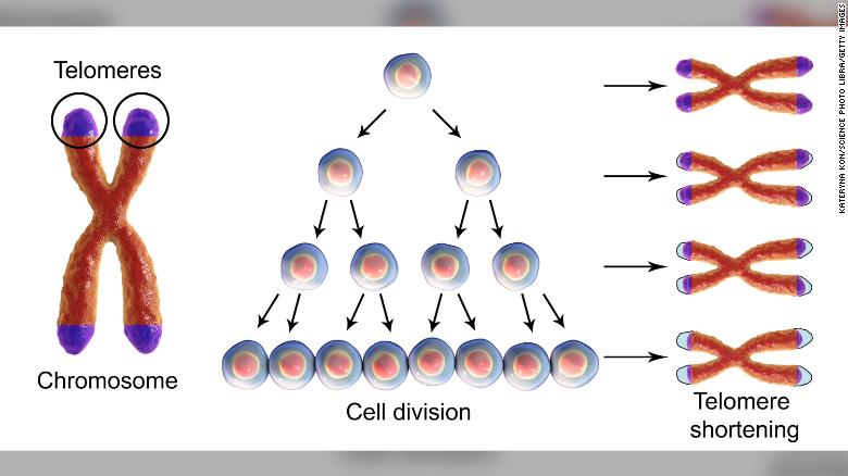 长寿因子端粒酶,端粒酶与长寿