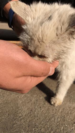 猫吃钢丝球视频,吃钢丝球的猫咪