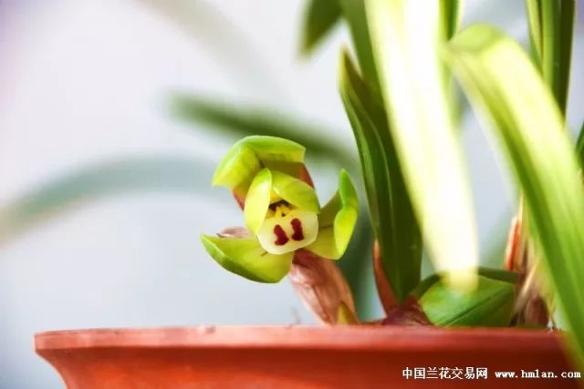 兰花花期管理方法和注意事项,刚出土的兰花花蕾是什么样子的