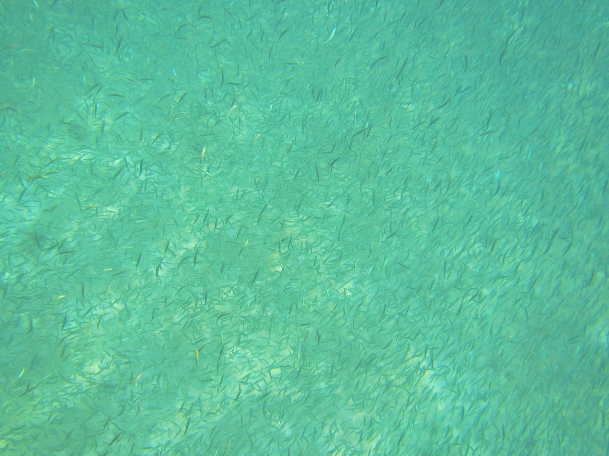 一定是特别的缘分——帕劳,再遇见「周若雪Patty」·上