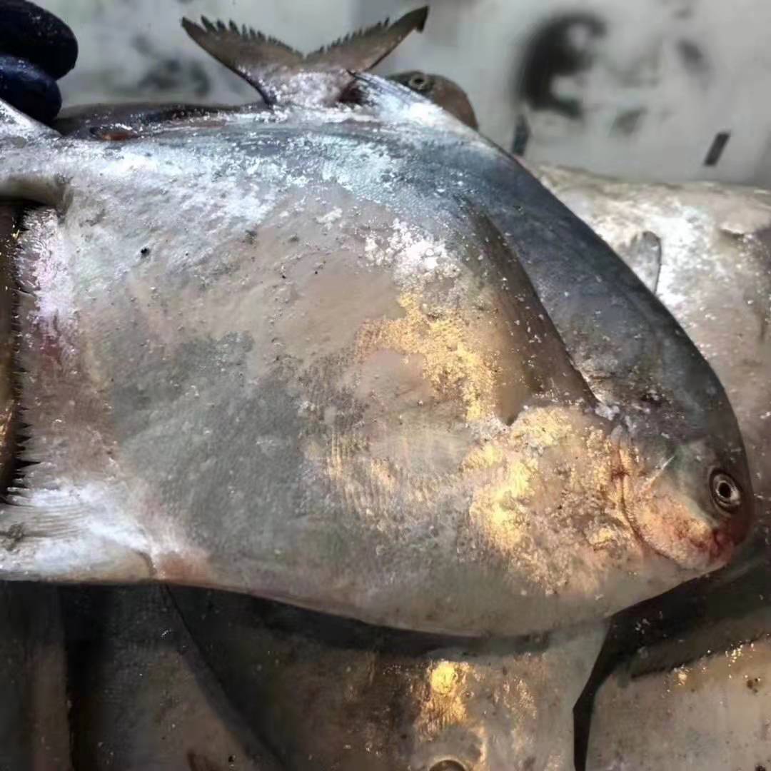 东海海鲜美食大全,家乡特色海鲜美食