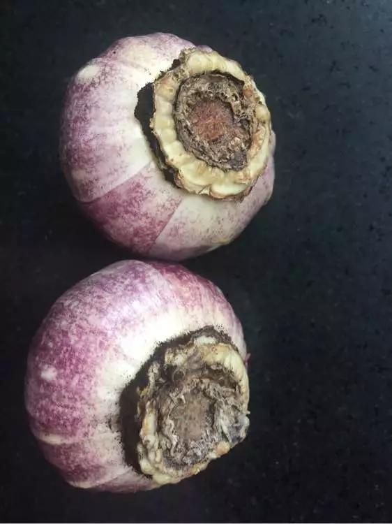 开过的风信子怎么处理,开过的风信子花球怎样处理