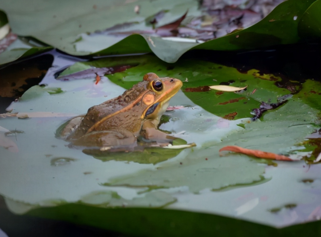 为了不被吃而进化的生物,为了不被吃而进化的植物