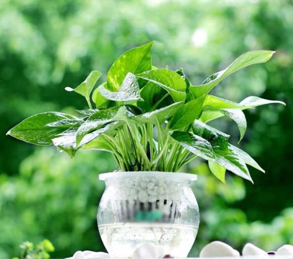 刚买的绿萝叶子黄了要怎么处理,刚买回来的绿萝老烂根怎么办