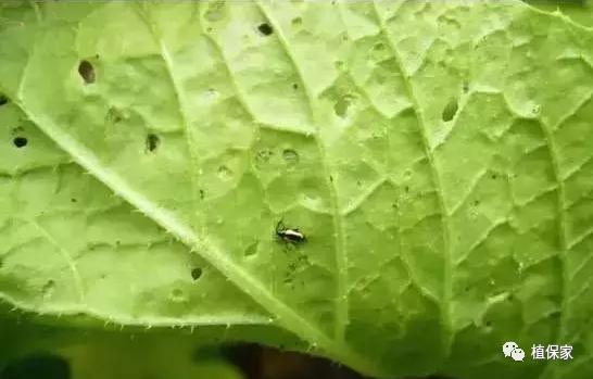 跳甲特别厉害怎么办,跳甲克星一览表