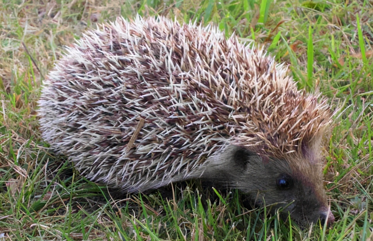 一晚上抓71只刺猬！山东一对夫妻被抓！为保护动物，每只200元