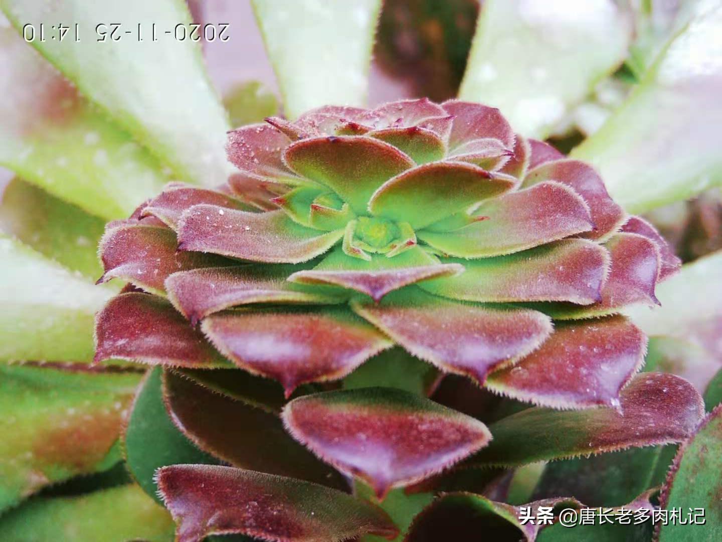 多肉法师开完花会死吗,多肉法师顶端花剑可以整个剪掉吗