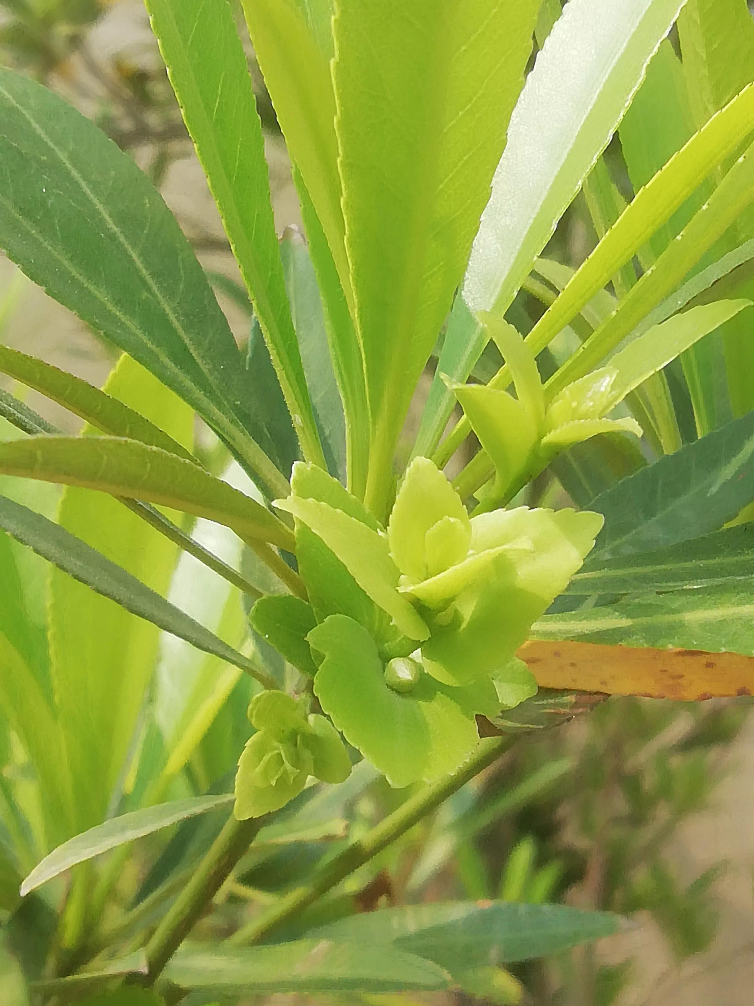 舞蹈怒放的生命,怒放的生命活出精彩