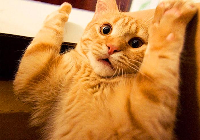 猫咪尿频尿血最便宜的解决方法,猫咪尿频尿急最快最便宜解决方法