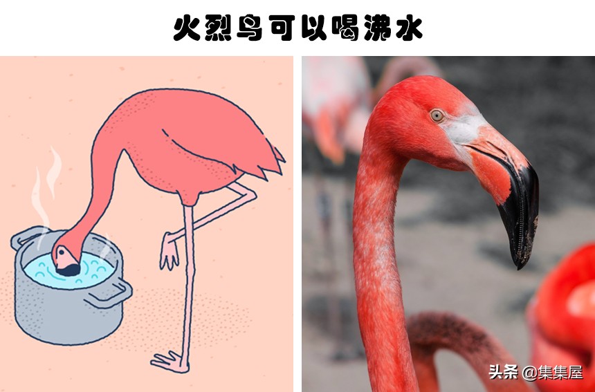 大自然中不常见的动物,关于大自然的动物百科