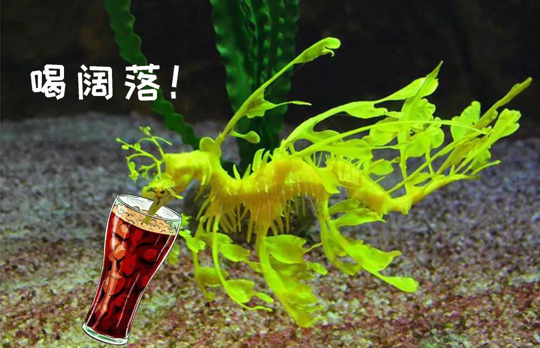 没错，你听过的“七里香”竟然还能吃