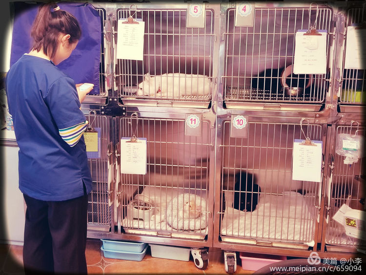 珠海猫猫宠物会所服务商,珠海宠物矫正训练