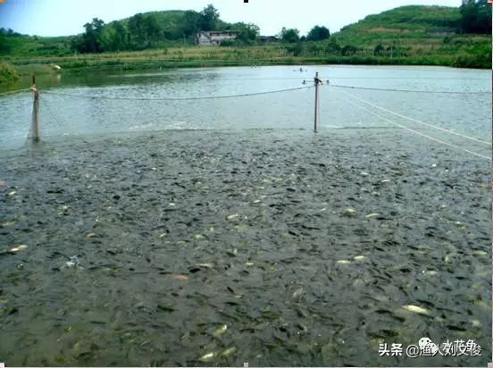 池塘拉网捕鱼完整版,池塘抬网捕鱼技巧