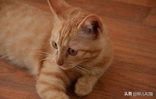 猫咪有绦虫吃了药后怎么观察粪便,猫咪球虫弓形虫