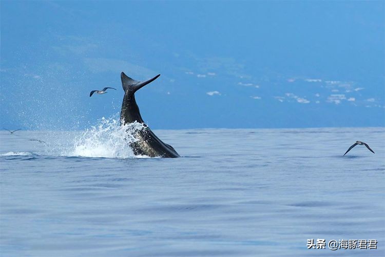 斯里兰卡旅游攻略机票,斯里兰卡当地购物攻略