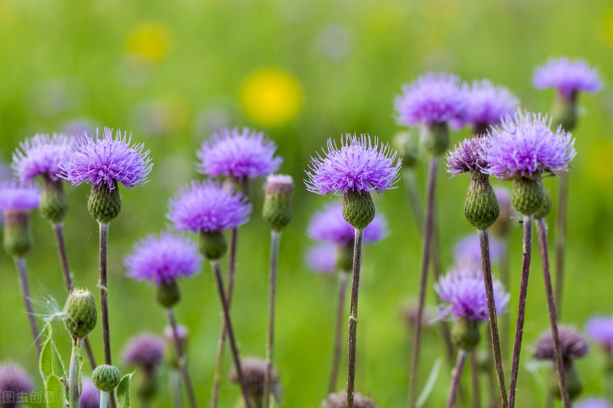 亳州酸枣仁价格行情,白芍价格亳州中药材市场