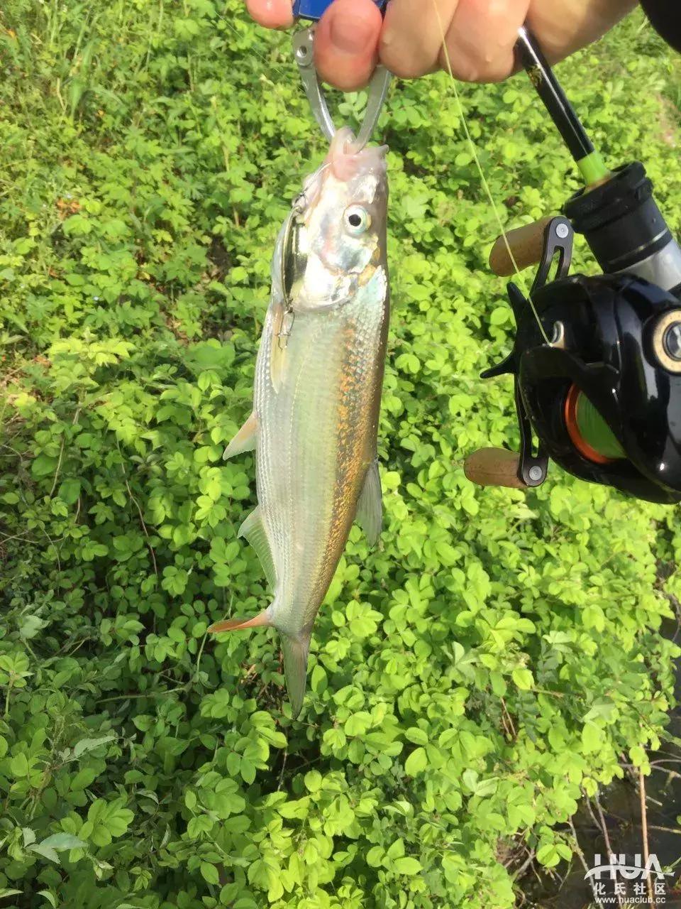 空钩钓上来鱼有什么寓意,路亚空钩上鱼