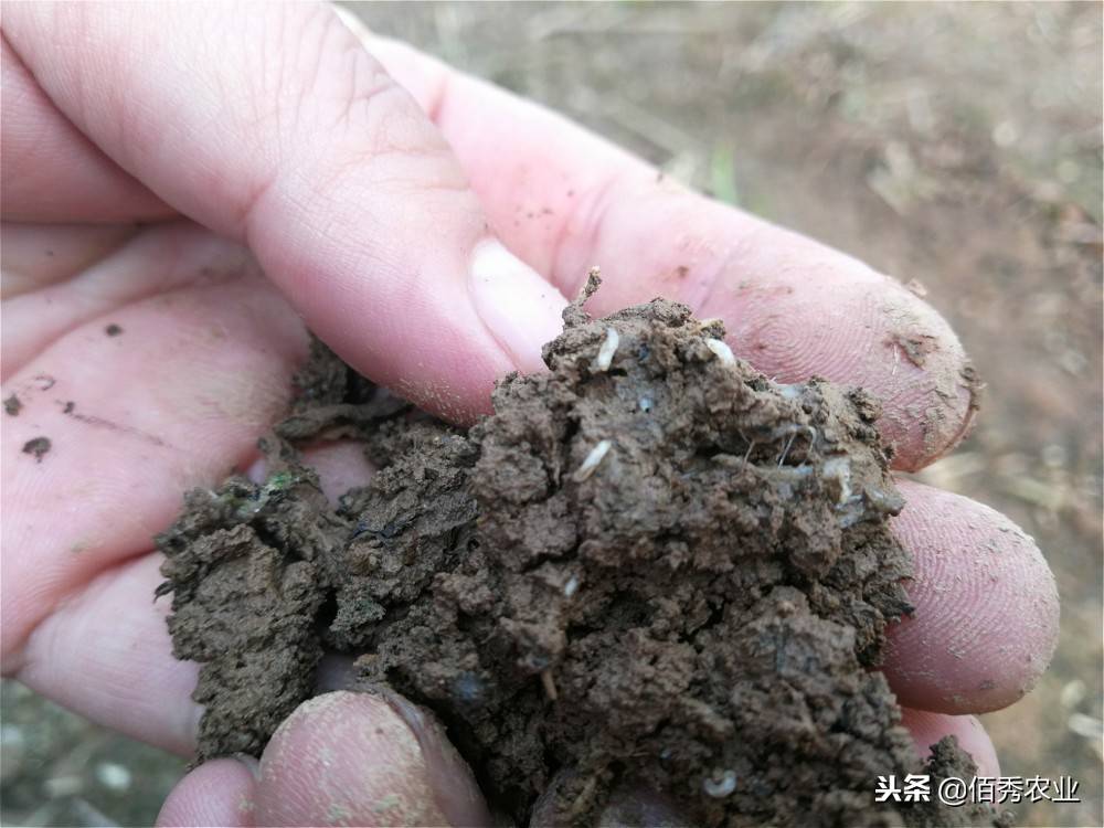 无公害韭菜灭蛆方法,韭菜有蛆用什么农药最有效