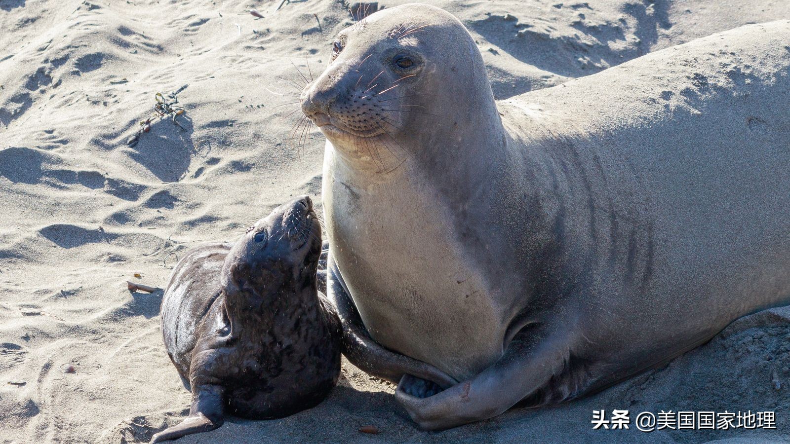 你见过的海豹都这么逗吗？！