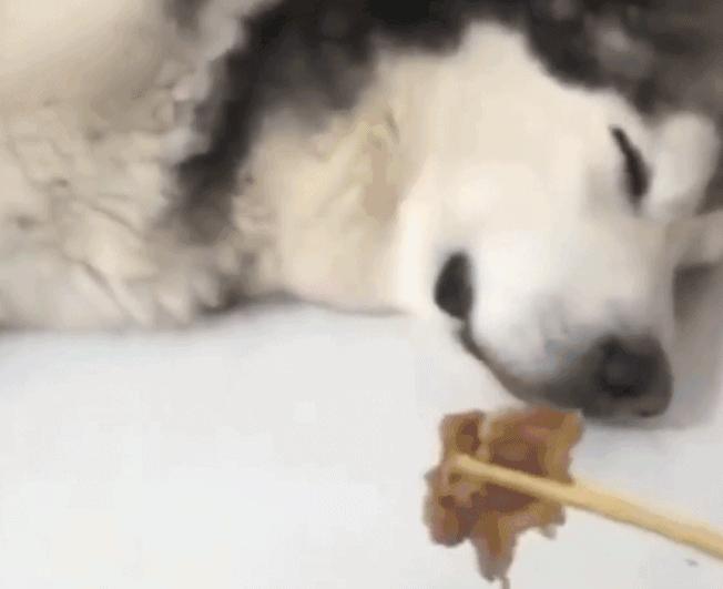 搞笑动图gif微信表情包2019,搞笑动图笑得肚子痛