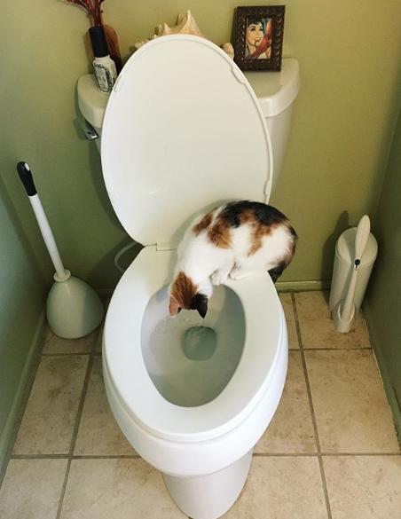 猫真的有那么聪明吗,猫真的有那么聪明嘛