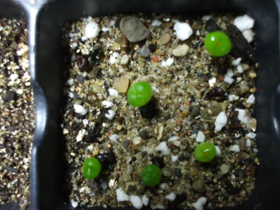 除了扦插和繁殖繁殖，用种子繁殖多肉靠谱吗？来看看是否适合你