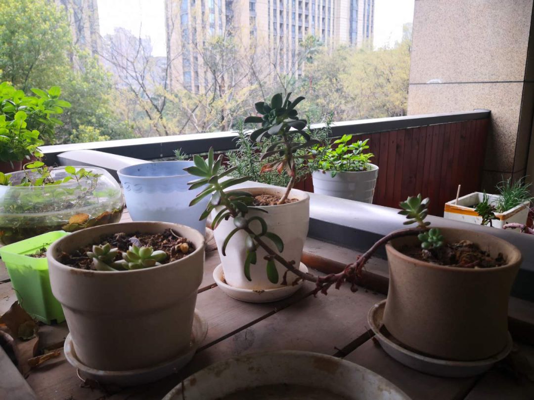 这9种花很常见可赏可吃可饮,这6种花自带香味还能泡水喝