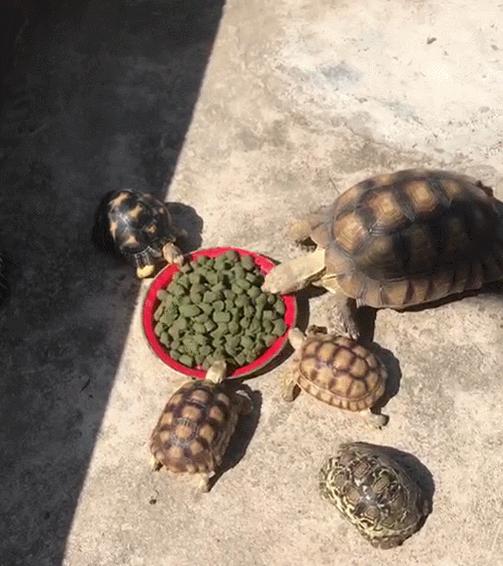 新手养普通小陆龟怎么喂养,小陆龟可以深水养吗