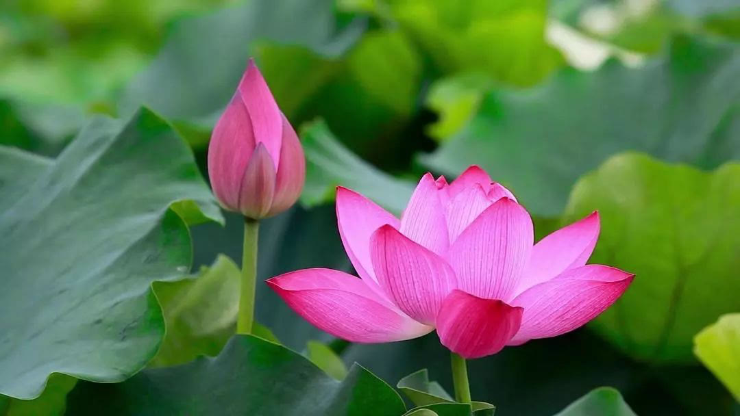 走遍中国河南淮阳,走遍中国河南全集