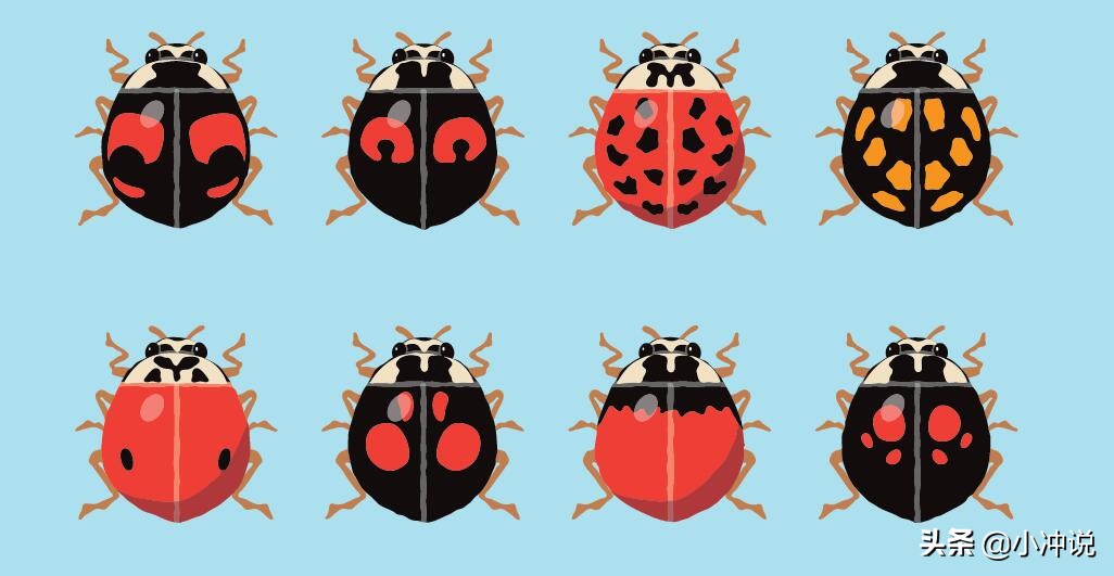 瓢虫斑点图,瓢虫身上的斑点有什么作用