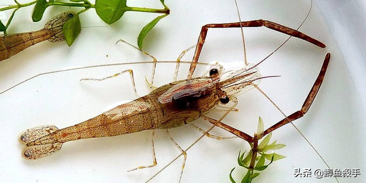 黑坑鳜鱼路亚方法技巧实战,黑坑路亚鳜鱼技巧和口诀