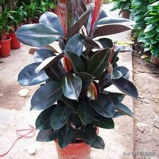 花盆土怎么做营养土,花盆板结土如何制作营养土