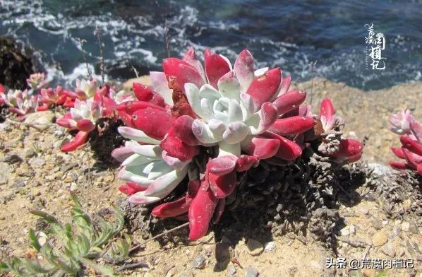 美国加州海岸仙女杯,美国仙女杯