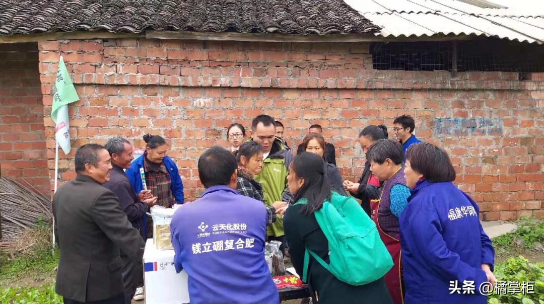 莴笋霜霉病打过药叶子变黄了,莴笋霜霉病打多菌灵有没有效果