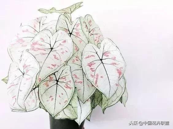 打翻了调色盘的花,打翻了调色盘的美景