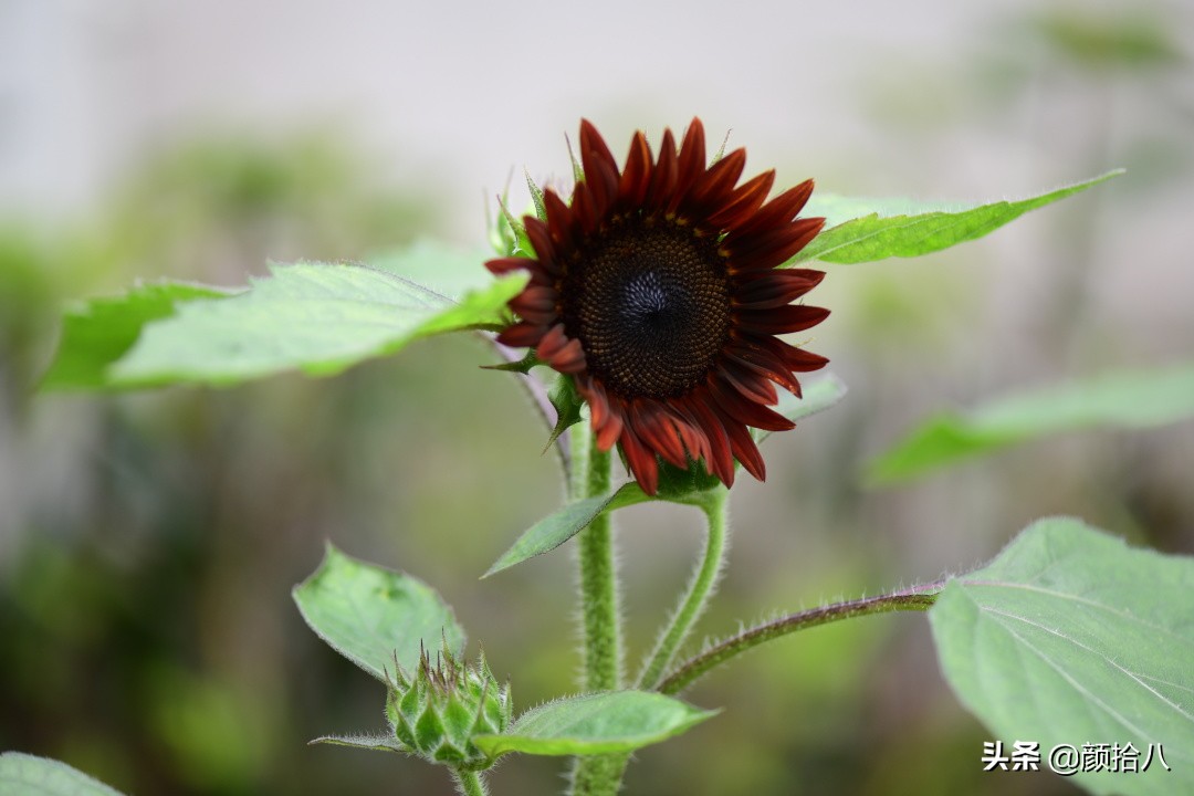 这个夏天我在花园里种向日葵|园丁