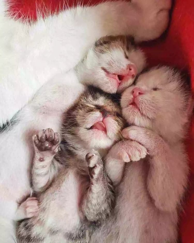 体型小的猫怀孕期间要注意什么,猫长胖只长肚子怎么办