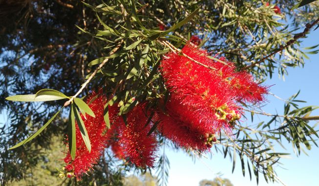 鏈堜寒鏄熷骇鎬庢牱搴斿璐熼潰鎯呯华,鏈堜寒鏄熷骇鎯呯华鐤楁剤