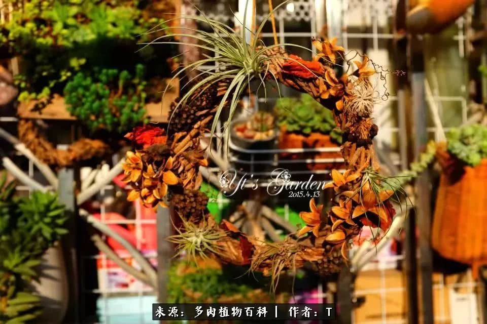 多肉还可以这样玩(上):八年养肉路剪影!
