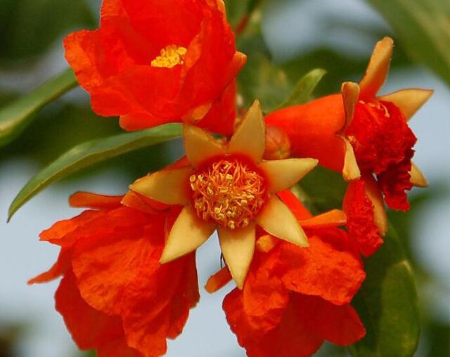 石榴盆栽怎么养才能更旺盛,石榴盆栽怎么养护和管理