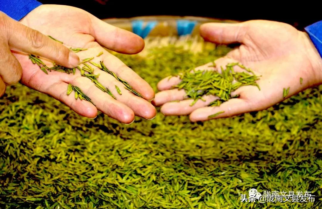 文县乡村振兴新闻,文县乡村振兴从春天启程