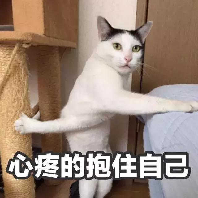 养了5年的猫居然让我丢掉,我养了七只猫