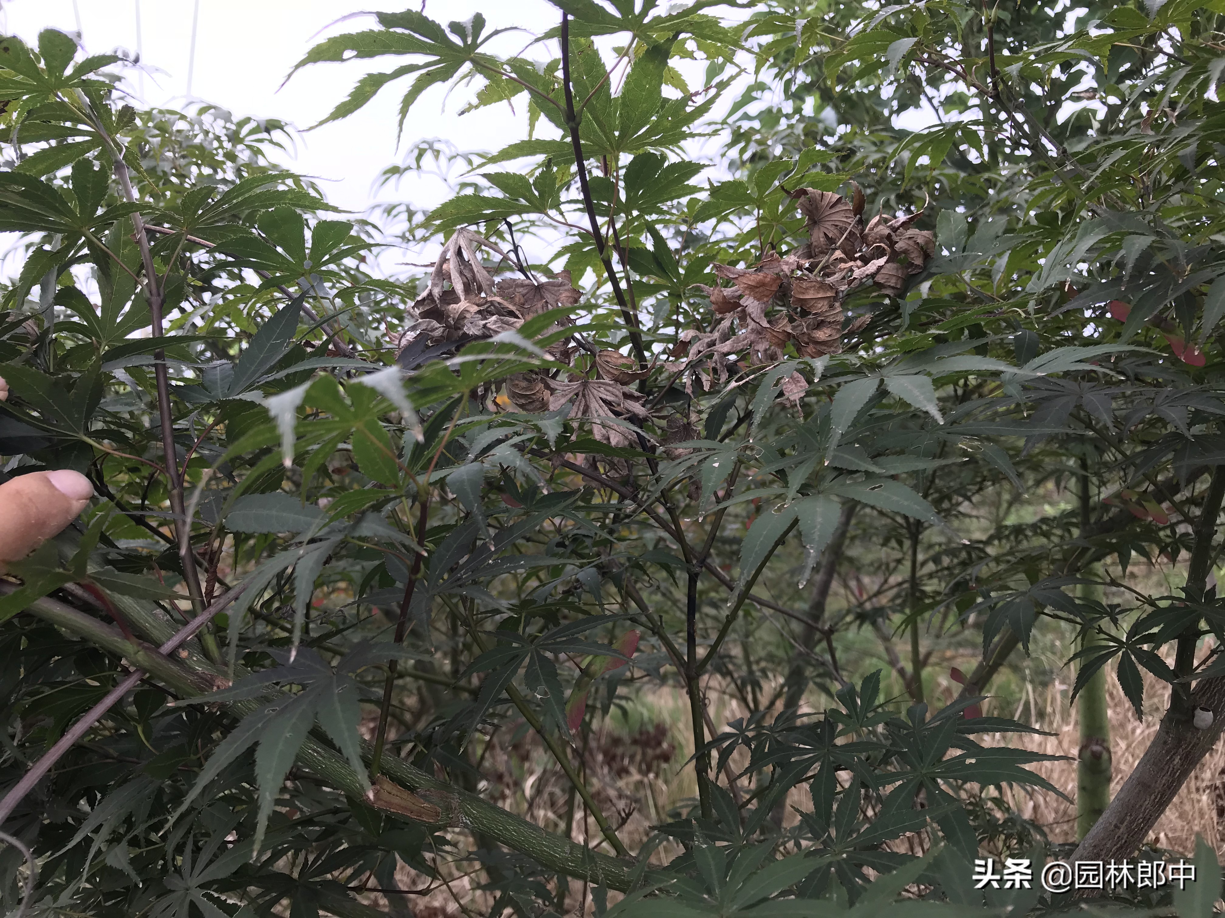 红枫幼苗叶子怎么都蔫了,红枫树叶子突然枯萎了怎么办