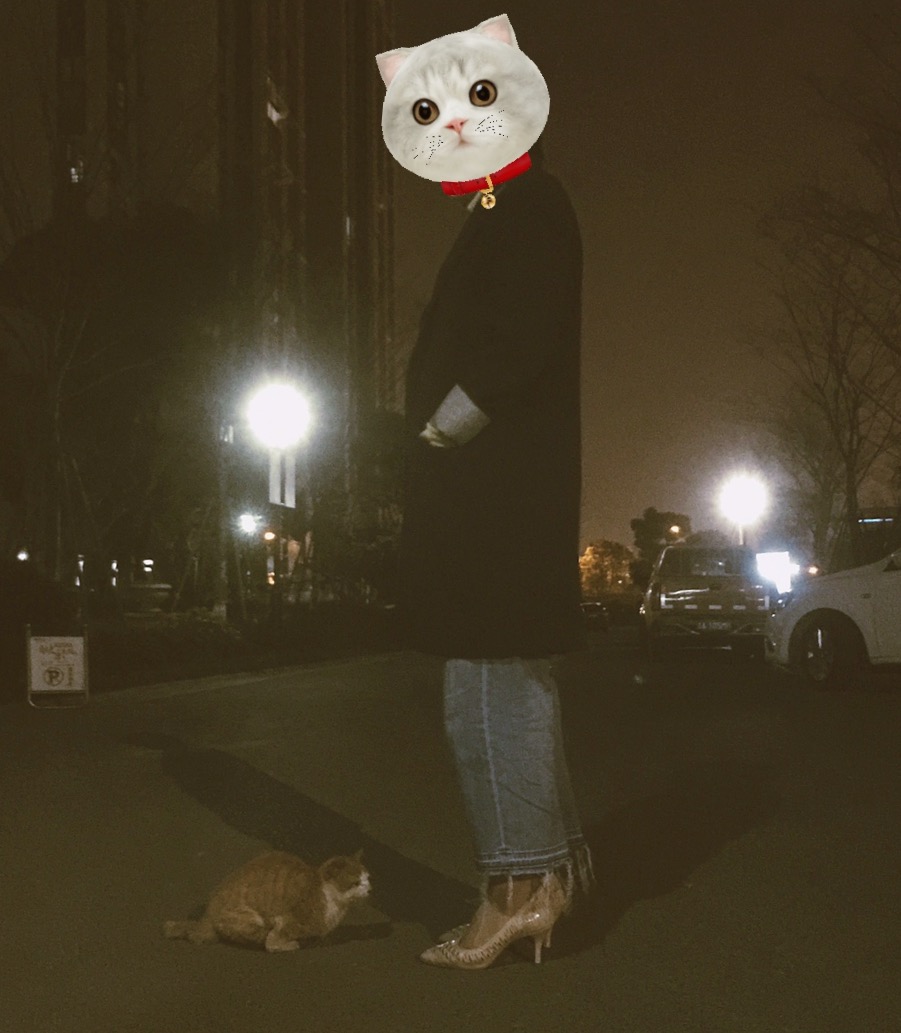 养四肢残疾猫好吗,如何养一只流浪小猫