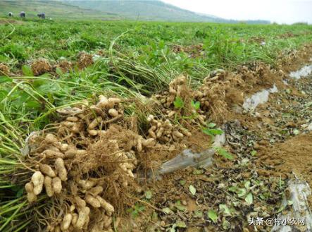 不出去打工有什么赚钱的方法,适合农村的创业行业