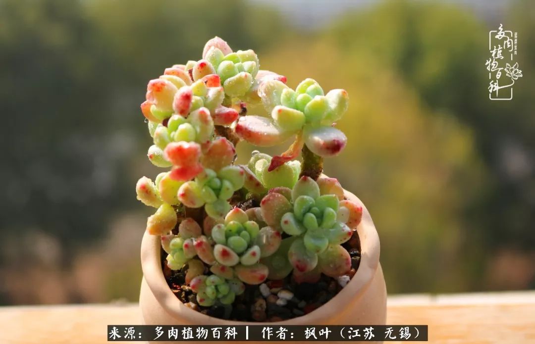 多肉与生命感悟,多肉时光