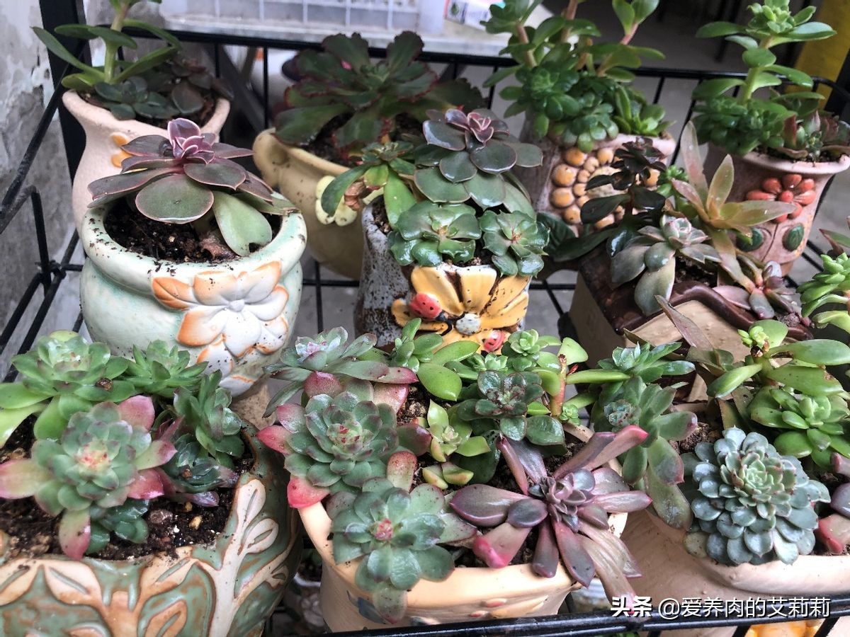 解决多肉长蚧壳虫有套路,与多肉相遇已经是第六个年头了