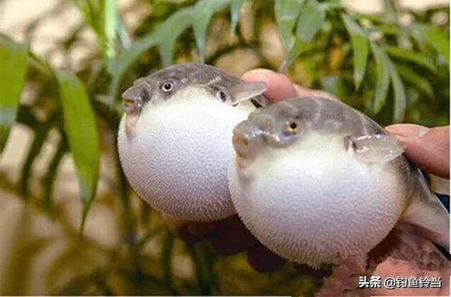 经常钓到的白色“气球”，美味佳肴需谨慎食用，浅谈如何垂钓河鲀