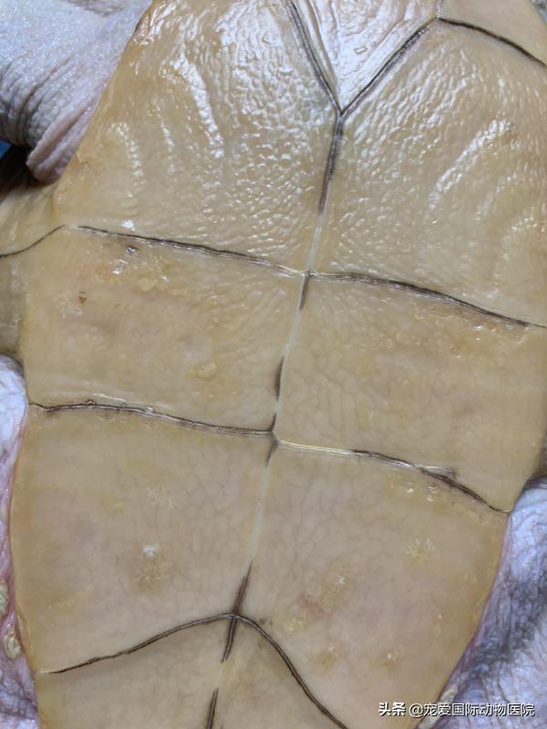 如何分辨乌龟生病,乌龟生病怎么看